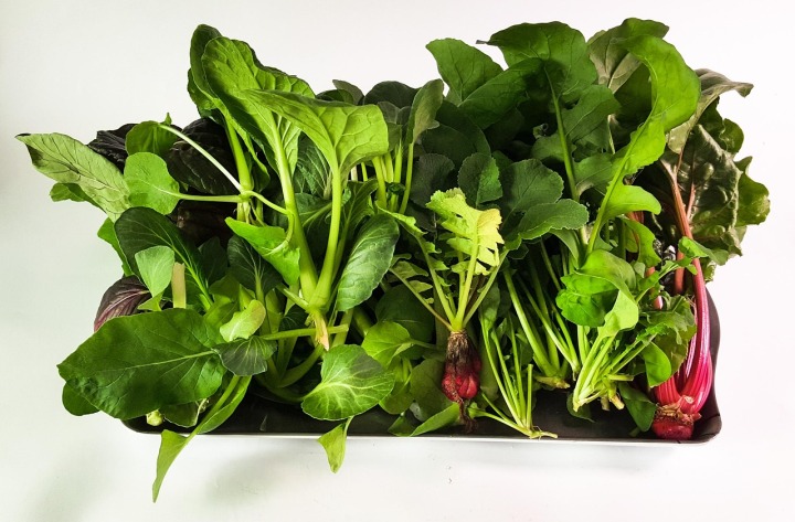 vertical farm hydroponic led